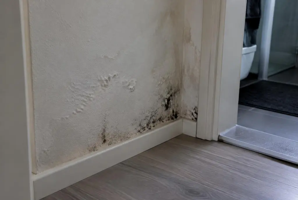 Lekdetectie Zwijndrecht – vochtplek met schimmel op een muur